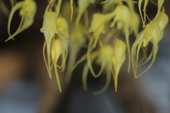 Trichosalpinx multicuspidata