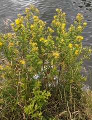 Hypericum hircinum
