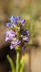 Penstemon rydbergii aggregatus