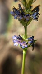 Penstemon rydbergii aggregatus