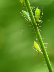 Macrosiphum gei