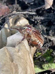 Insecta