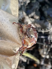 Insecta