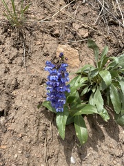 Penstemon glaber