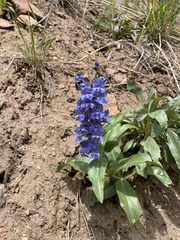 Penstemon glaber