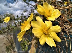 Pereskiopsis diguetii