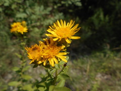 Pentanema spiraeifolium