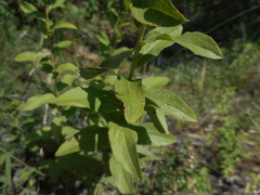 Pentanema spiraeifolium