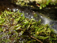 Hygrohypnum