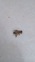 Apis mellifera