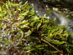 Hygrohypnum