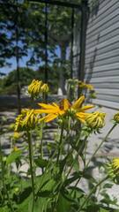 Andrena rudbeckiae