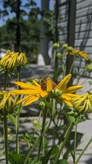 Andrena rudbeckiae