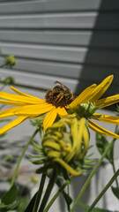 Andrena rudbeckiae