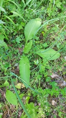 Cirsium oleraceum