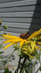 Andrena rudbeckiae