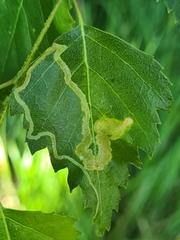 Agromyza alnibetulae