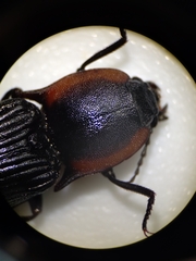 Selatosomus lateralis