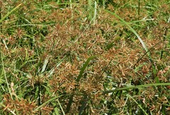 Cyperus setigerus