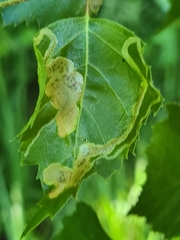 Agromyza alnibetulae