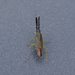 Heterotoma planicornis