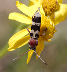 Chlorophorus trifasciatus