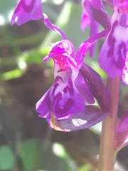 Dactylorhiza lapponica