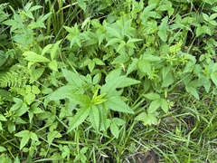 Potentilla cryptotaeniae