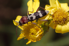 Chlorophorus trifasciatus