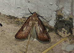 Micrathetis
