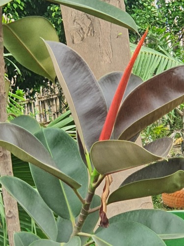Rubber Plant