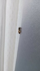 Apis mellifera