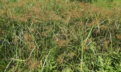 Cyperus setigerus