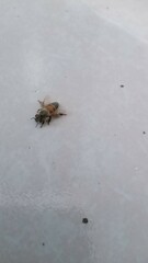 Apis mellifera