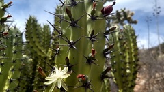 Myrtillocactus cochal