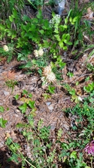 Anthyllis vulneraria pseudovulneraria