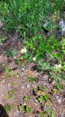 Anthyllis vulneraria pseudovulneraria