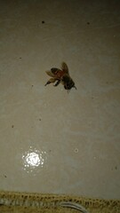 Apis mellifera
