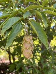 Carpinus japonica
