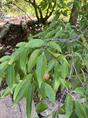 Carpinus japonica