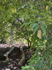 Carpinus japonica