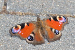 Aglais io