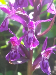 Dactylorhiza lapponica