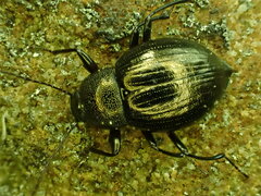 Meracantha contracta