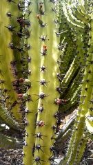 Myrtillocactus cochal