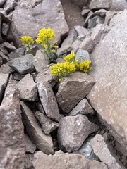 Draba aureola