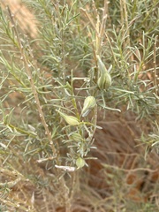 Gnorimoschema octomaculella