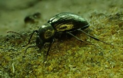 Meracantha contracta