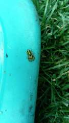 Paraphidippus aurantius