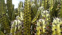 Myrtillocactus cochal